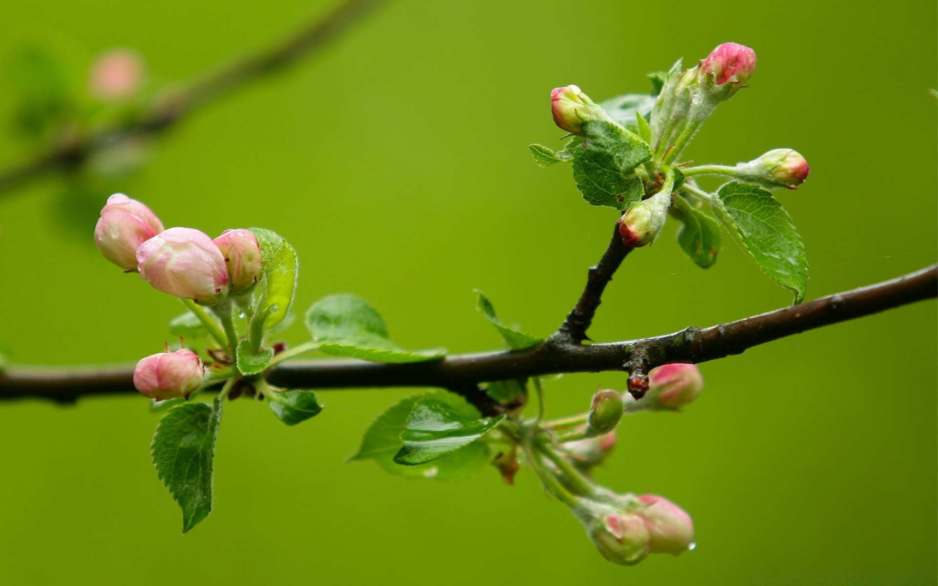 frühling natur zweig baum blume flora blatt garten kumpel wachstum kirsche im freien apfel pflaume saison sommer schließen farbe obst park
