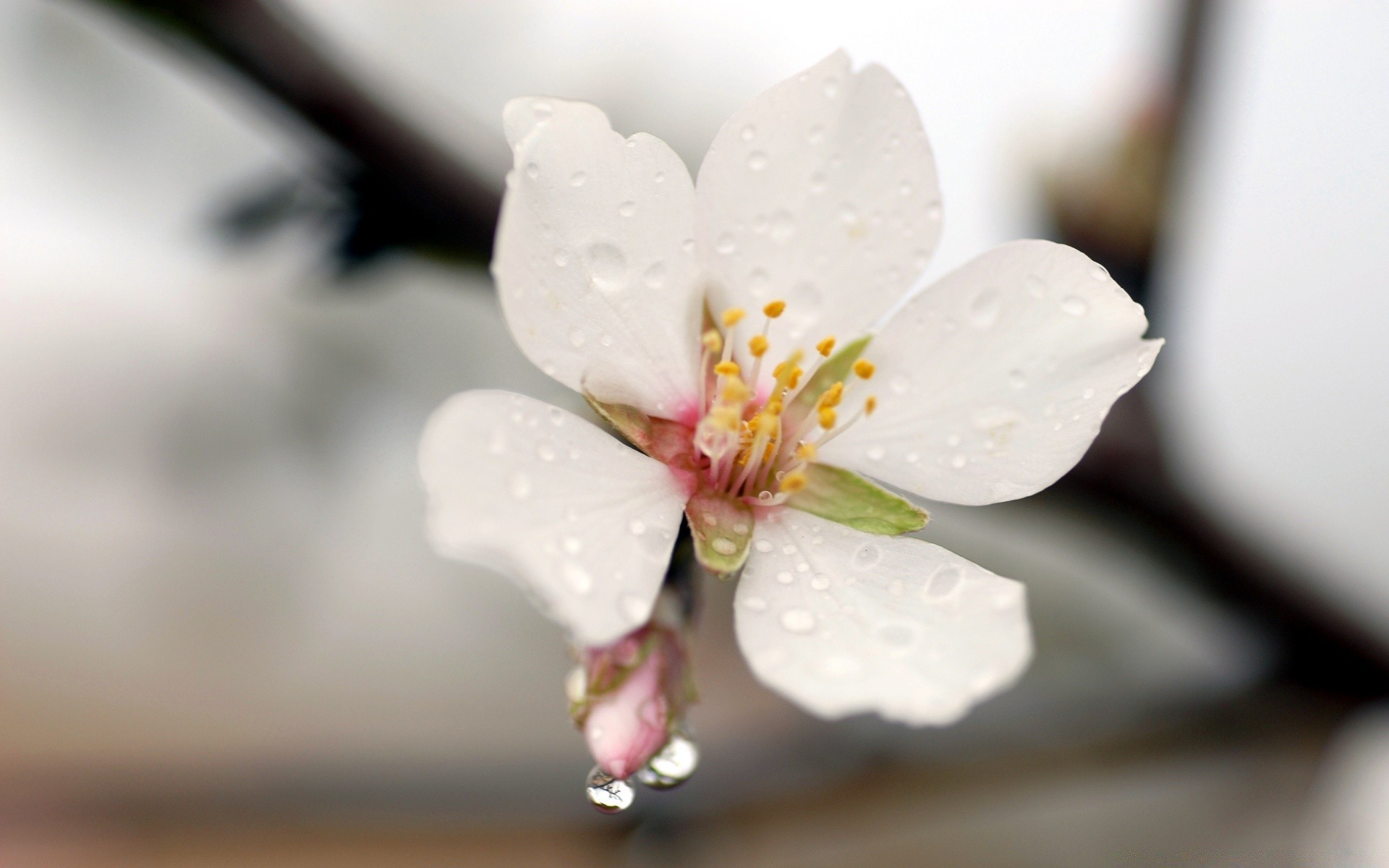 frühling blume natur unschärfe blatt apfel flora kumpel sommer zweig blütenblatt stillleben kirsche baum sanft wachstum blühen dof