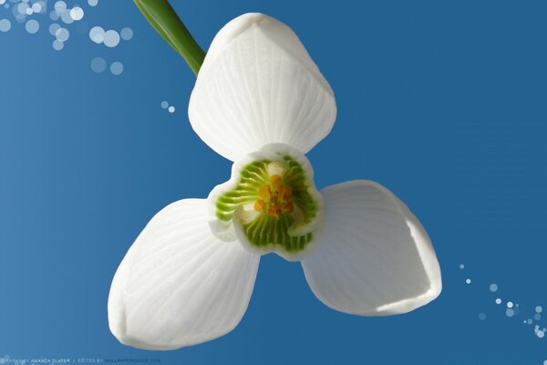 Weiße Blume im blauen Himmel