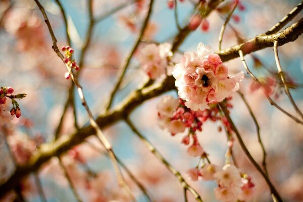 Kirschblüte auf einem Zweig auf Himmelshintergrund