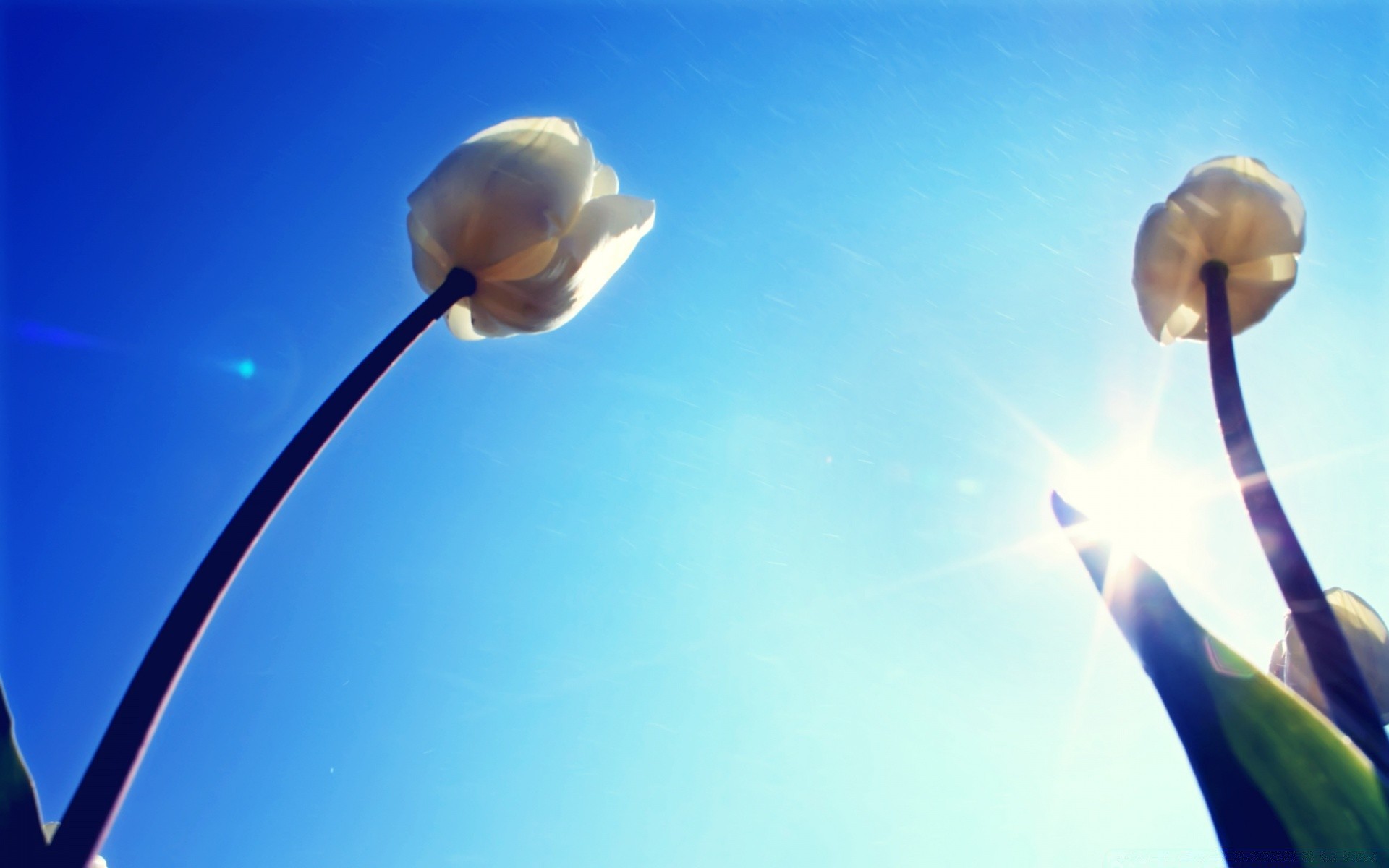 frühling himmel natur licht sonne unschärfe im freien gutes wetter
