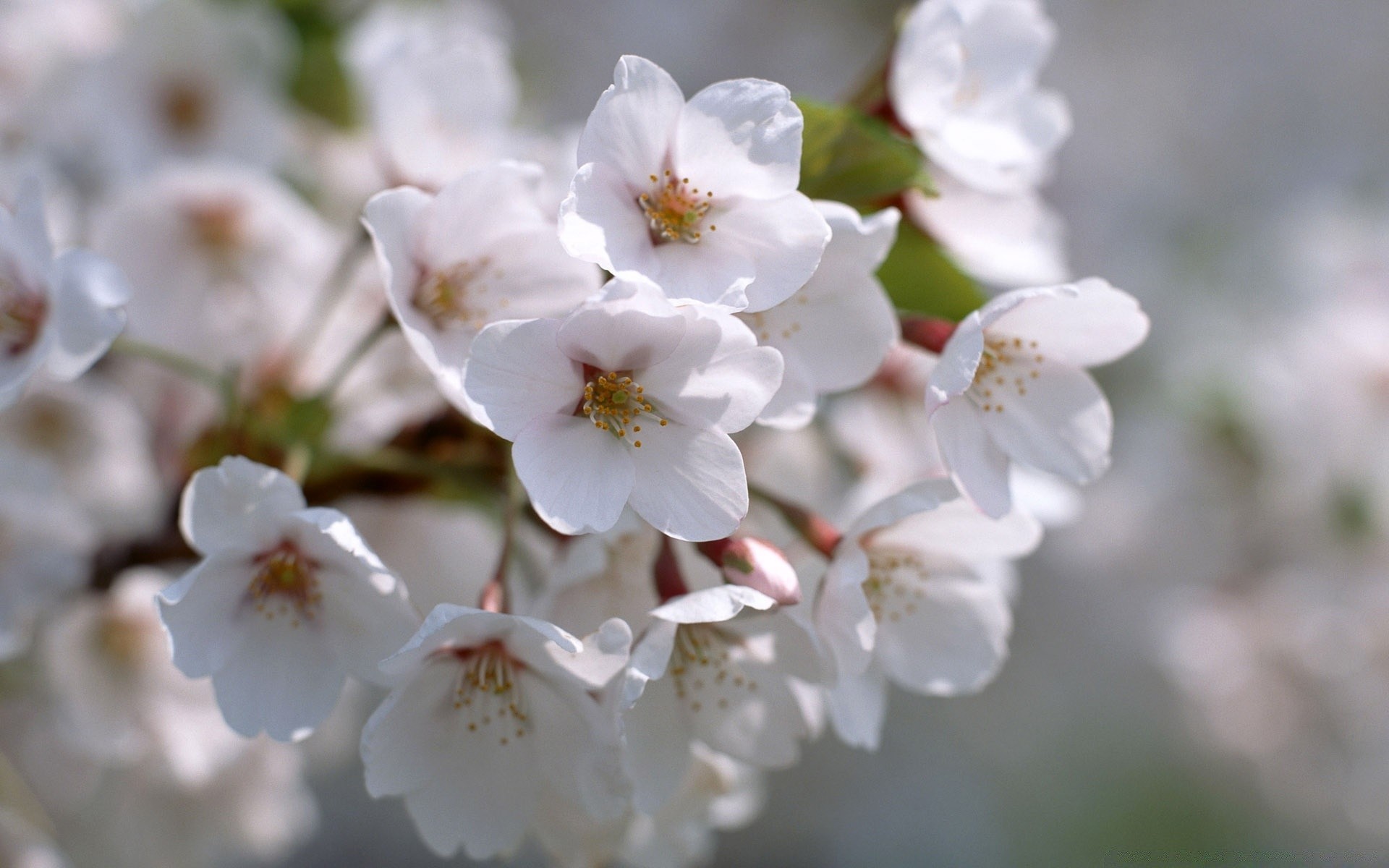 frühling blume kirsche natur flora zweig baum garten blatt apfel saison wachstum kumpel blütenblatt blühen zart blumen hell im freien ostern