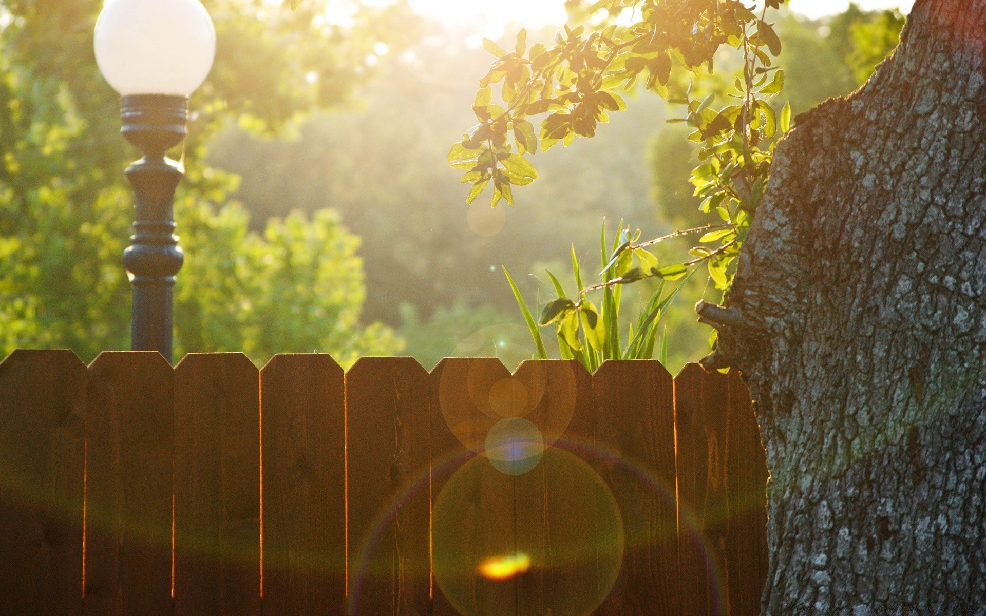 sommer natur holz blatt sonne holz licht dämmerung desktop blume garten sonnenuntergang gutes wetter herbst