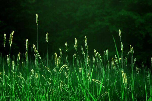 Im Sommer grünes hohes Gras