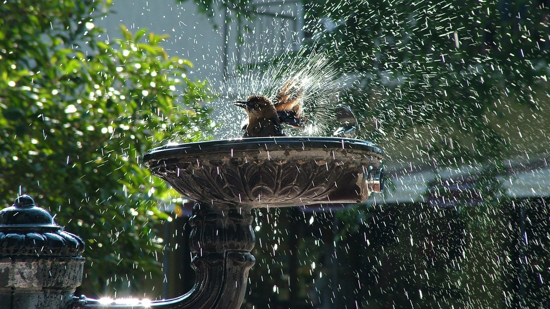sommer wasser im freien natur vogel garten regen park baum brunnen nass reisen auto eine