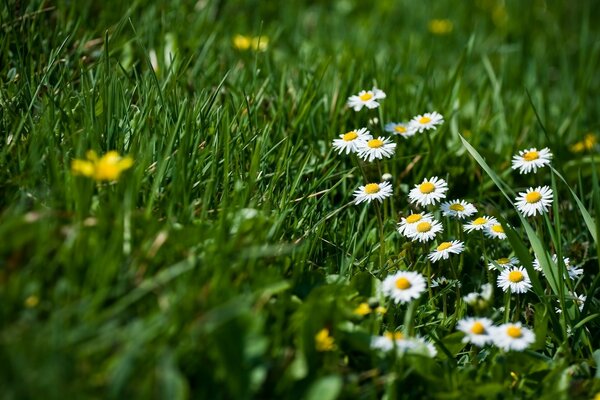 Gänseblümchen im hellen grünen Gras