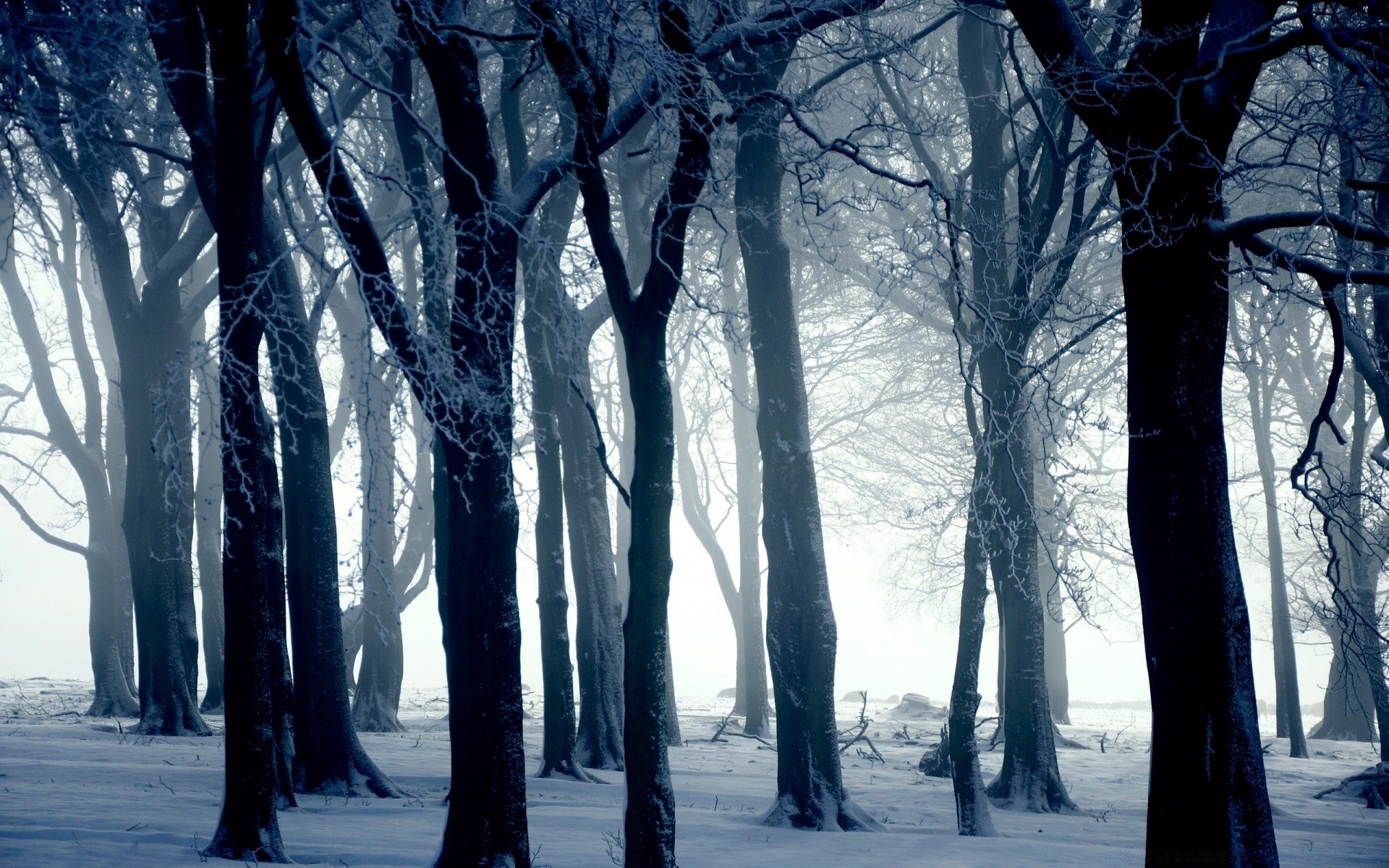 winter schnee kälte frost gefroren baum landschaft holz eis wetter natur jahreszeit nebel frostig landschaftlich