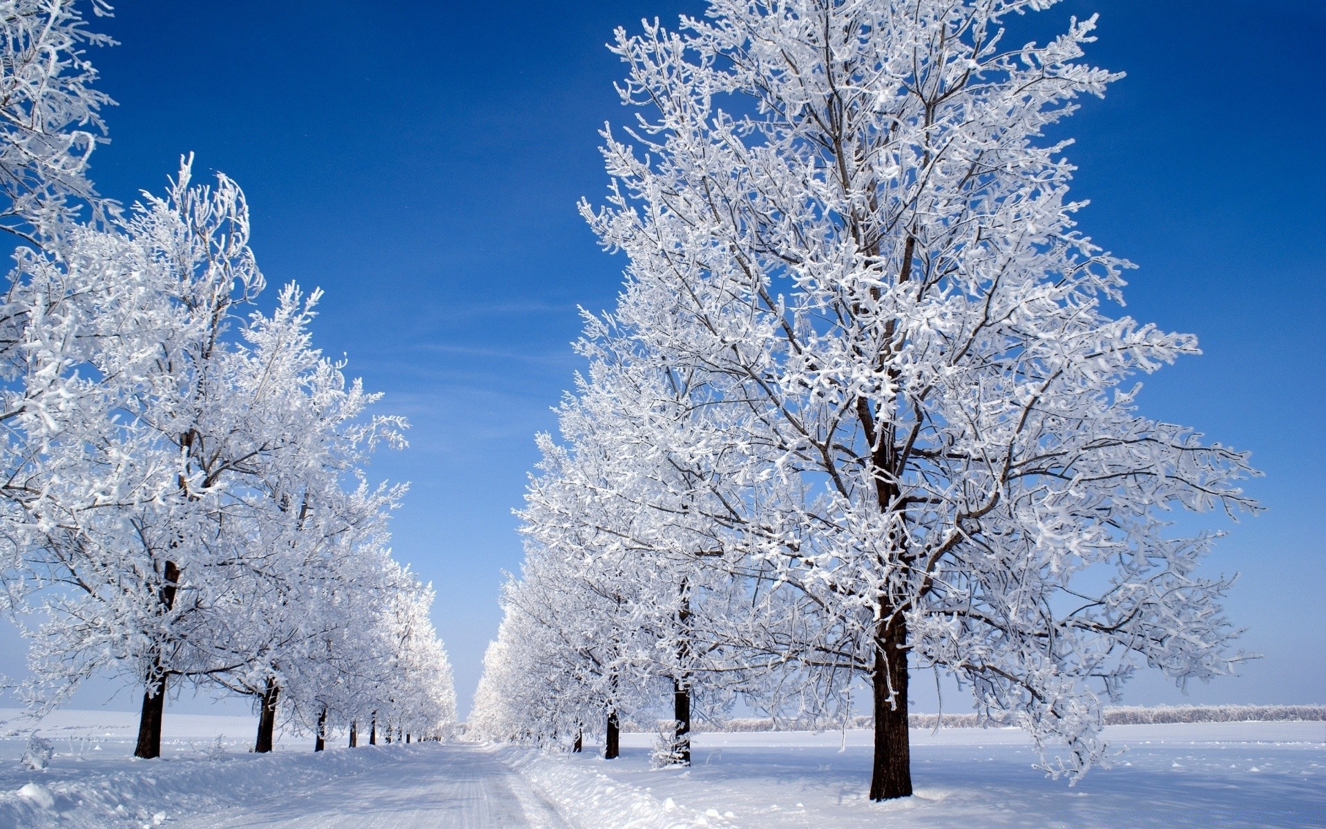 winter schnee frost kälte baum gefroren saison holz zweig wetter frostig eis landschaft schnee-weiß schneesturm verschneit eisig landschaftlich szene