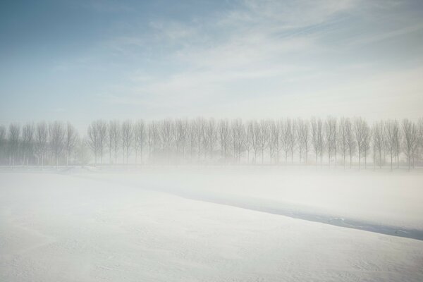 In der Ferne ein Winterwald im Nebel