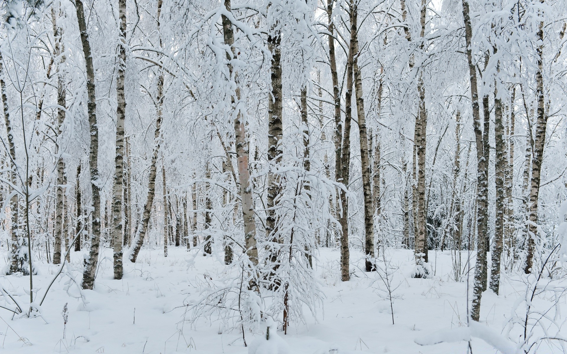 winter schnee holz frost kalt gefroren wetter jahreszeit frostig baum eis landschaft zweig schneewehe landschaftlich birke szene schneesturm