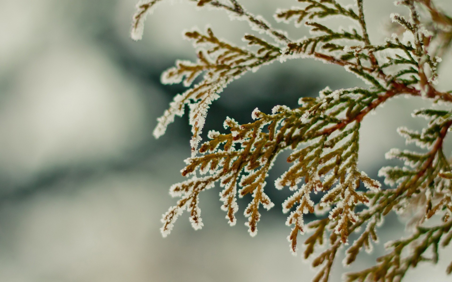 winter baum natur zweig frost im freien weihnachten unschärfe flora blatt saison schnee schließen dekoration desktop hell tageslicht holz farbe