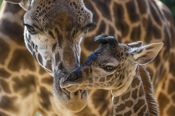 Afrikanische Giraffen Wildtiere