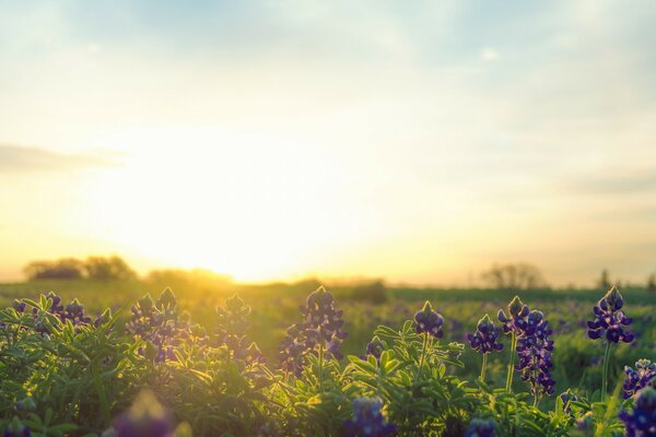 Die Blumen auf dem Feld schaffen ein Muster, die Natur ist in ihrer ganzen Pracht zu sehen
