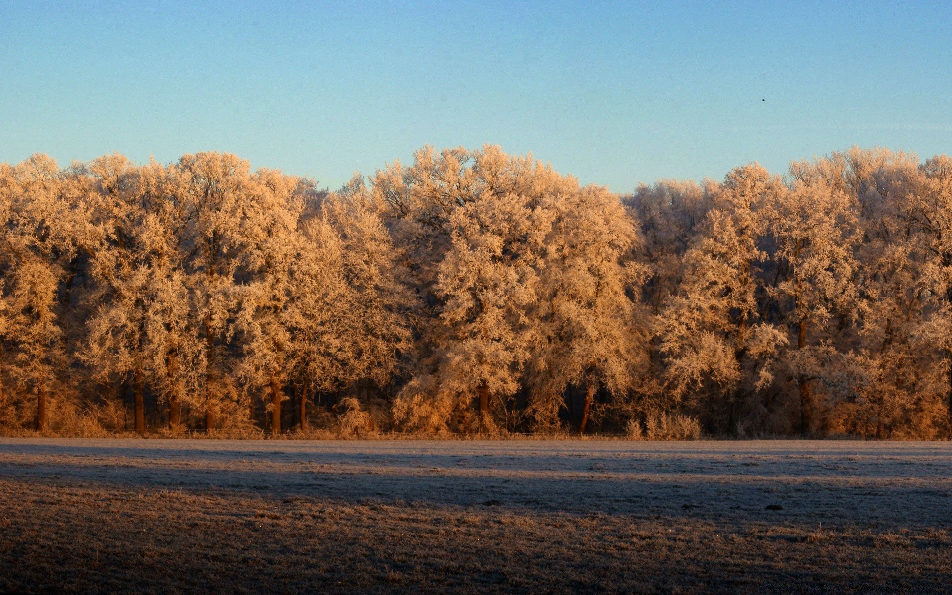 landschaft baum landschaft herbst winter holz schnee dämmerung im freien natur nebel landschaftlich himmel tageslicht gutes wetter wetter park