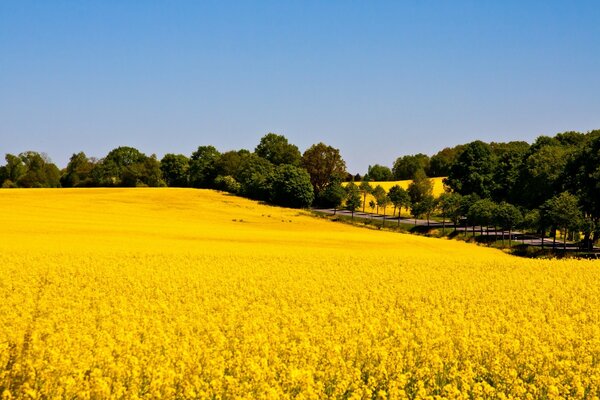 Landschaft:Landwirtschaft -Feld, Bauernhof
