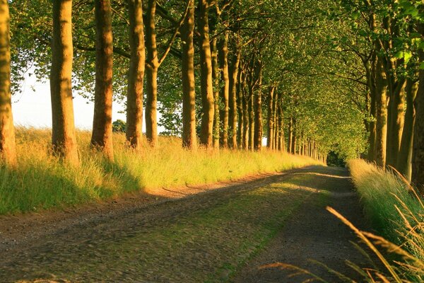 Mysteriöser Weg in den Märchenwald