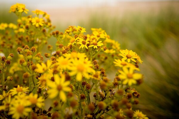 Gelbe Blume im Sommerfeld